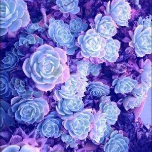 Meet your Posher, Bell